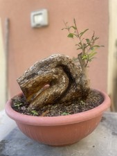 Pre bonsai Melograno