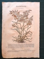MATTIOLI MATTHIOLI Erbario a