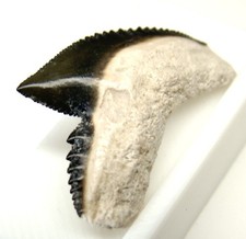 Galeocerdo Cuvier dente di