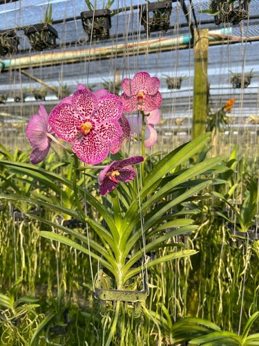 Orchidee profumate ibride