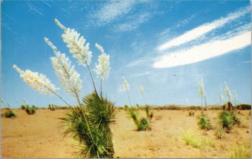 Yuccas bloom the - bloom,