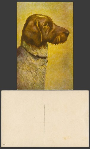 German wirehaired pointer dog - german,