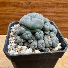 copiapoa ariocarpus aztekium