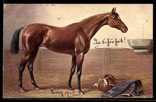 Cartolina cavallo razza - cavallo,
