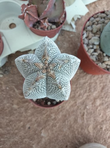 Astrophytum onzuka v - ,