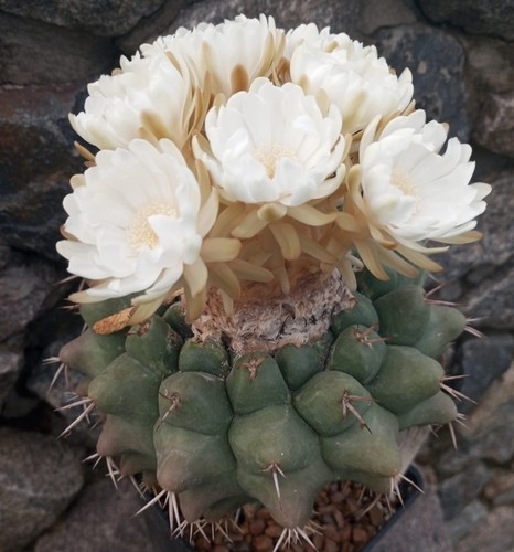 Discocactus semicampaniflorus