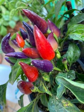 Semi di peperoncini piccanti