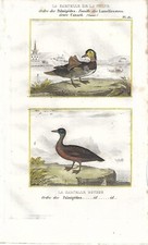 Stampa antica ANATRE ALZAVOLA