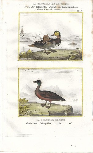 Stampa antica anatre alzavola - stampa,