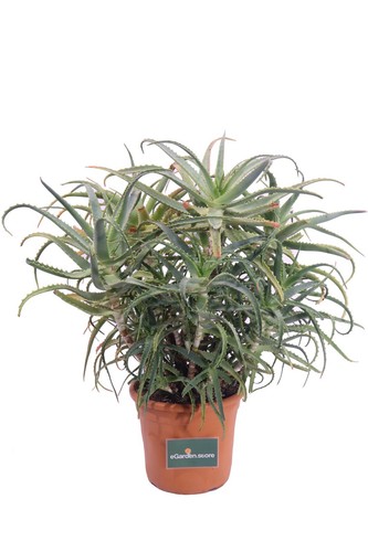 Pianta aloe arborescens - di,