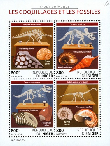 Seashells fossils sea - fossils, shells