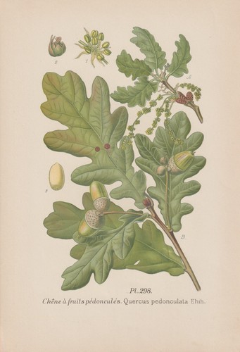 Calice - , (quercus