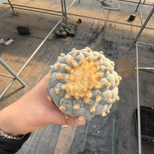 Giardino WYSIWYG autoradicato