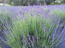 Munstead English Lavender Live
