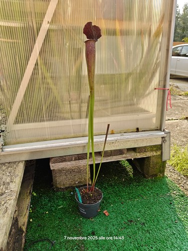 Sarracenia leah wilkerson - leah,