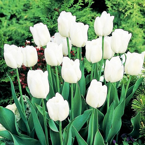 Tulipani bulbi fiori - tulipani,