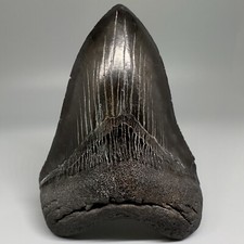 Dente di squalo MEGALODON