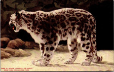 Cartolina ~ Leopardo delle nevi o oncia ~ Parco zoologico di New York ~ c1912 ~ non spedita
