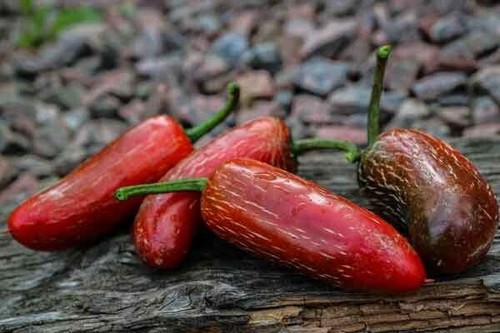 Semi peperoncino - semi,
