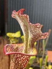 Sarracenia  Complex Hybrid