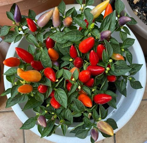 Semi peperoncino piccante - 20,