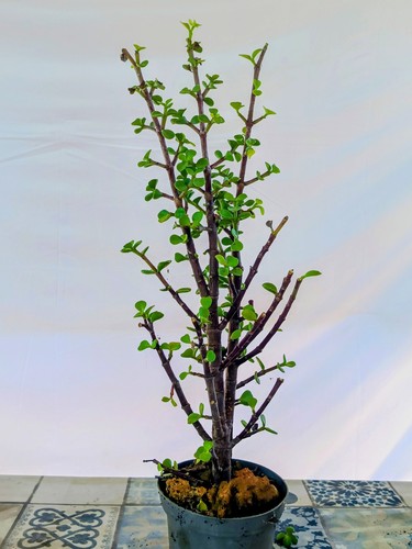 Portulacaria afra offerta - portulacaria, afra.