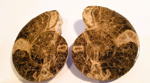 Fossile ammonite - fossile,