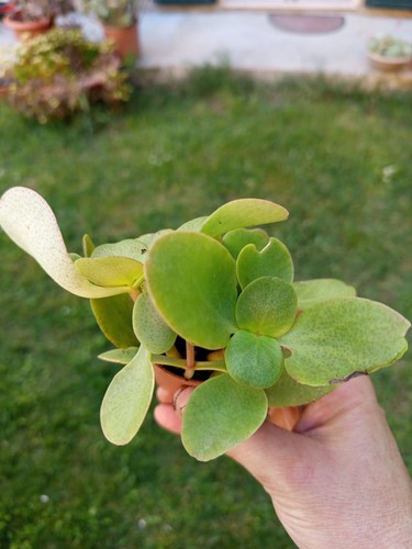 Crassula multicava