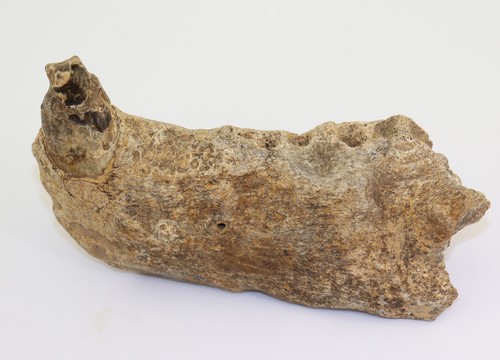 Orso delle caverne - ,, ursus