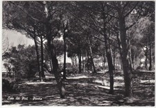 LIDO DEI PINI - ROMA - PINETA - VIAGG. 1964 -23514-