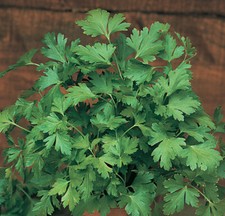 1200 PREZZEMOLO COMUNE 2  -