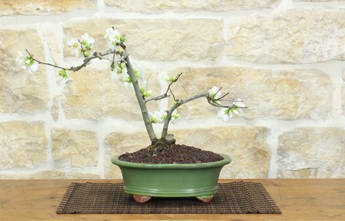 Bonsai cotogno giapponese a - giapponese,