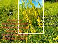 Gelber Steinklee, Melilotus