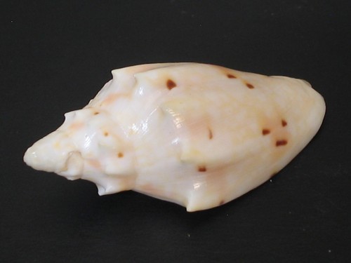 Wow form cymbiolacca - wow,