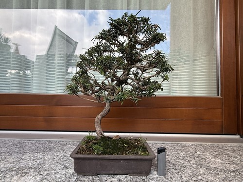 Bonsai tasso giapponese - di,