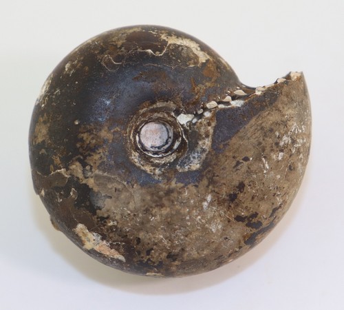 Ammonite arcestes rothpletzi - ammonite,,