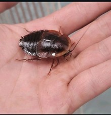 Horseshoe Crab Roach