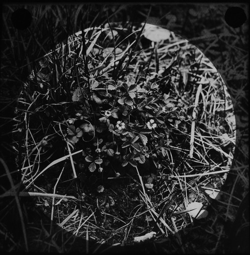 Wild flower study - wild,