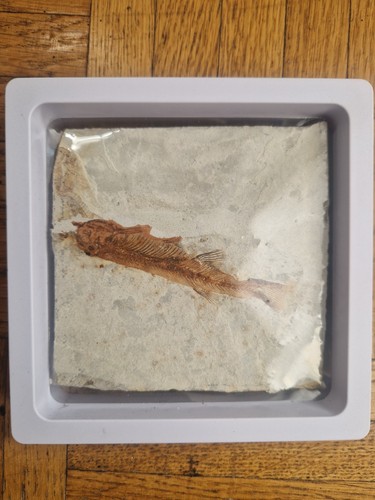 Pesce fossile osseo vero - fossile,