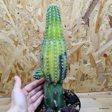 Lobivia aurea variegata