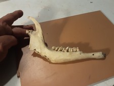 MANDIBOLA FOSSILE CREDO DI CAPRIOLO DIMENSIONI 18X12 COSÌ COME IN FOTO