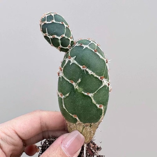 Pianta cactus succulenta 8 - pianta, di