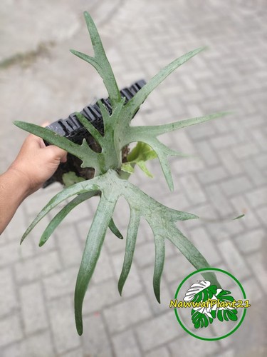 Platycerium willincki quadro - willincki,