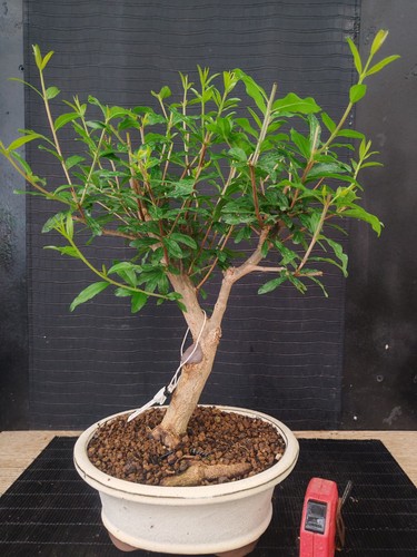 Bonsai melograno nejikan - di,