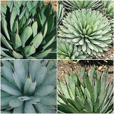 10 semi di agave macroacantha