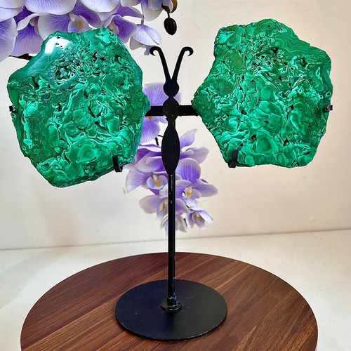 Ali farfalla malachite - ali,