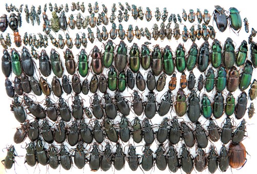 Carabidae mix ucraina - carabidae, mix,