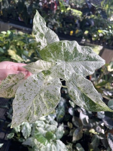 Alocasia macrorrhiza - alocasia,