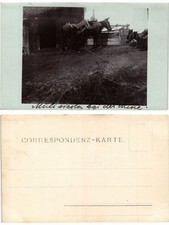 CPA carte photo Muli siesta