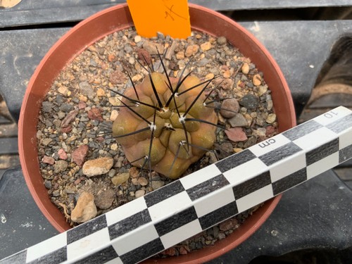145 copiapoa cinerea - 145, ssp